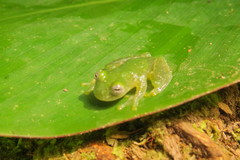 Teratohyla pulverata
