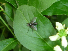 Diptera