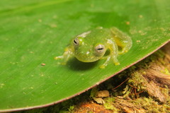 Teratohyla pulverata