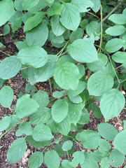Cornus mas