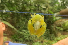 Teratohyla pulverata