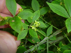 Euonymus alatus