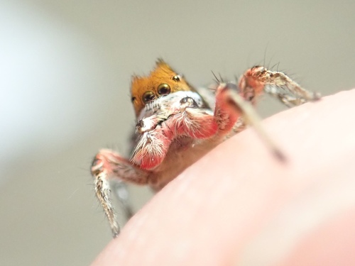 Habronattus americanus