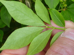 Euonymus alatus