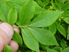 Euonymus alatus