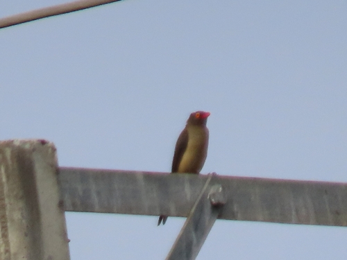 Red-billed Oxpecker