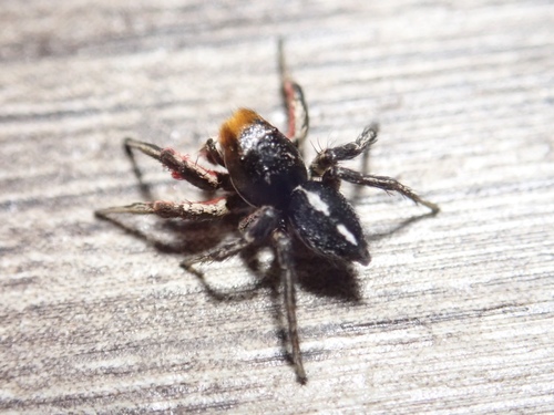 Habronattus americanus