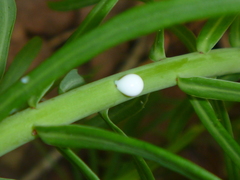 Euphorbia cyparissias