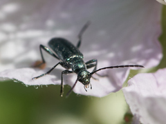 Grammoptera molybdica