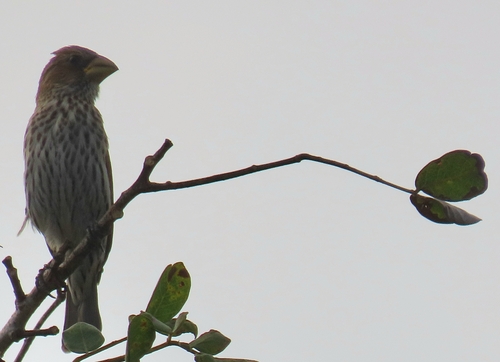 Grosbeak Weaver