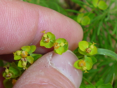 Euphorbia cyparissias