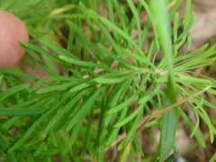 Euphorbia cyparissias