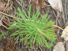 Euphorbia cyparissias