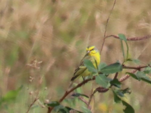 Yellow-fronted Canary