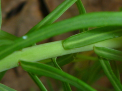 Euphorbia cyparissias