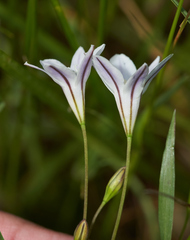 Triteleia peduncularis