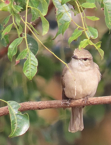 Pale Flycatcher