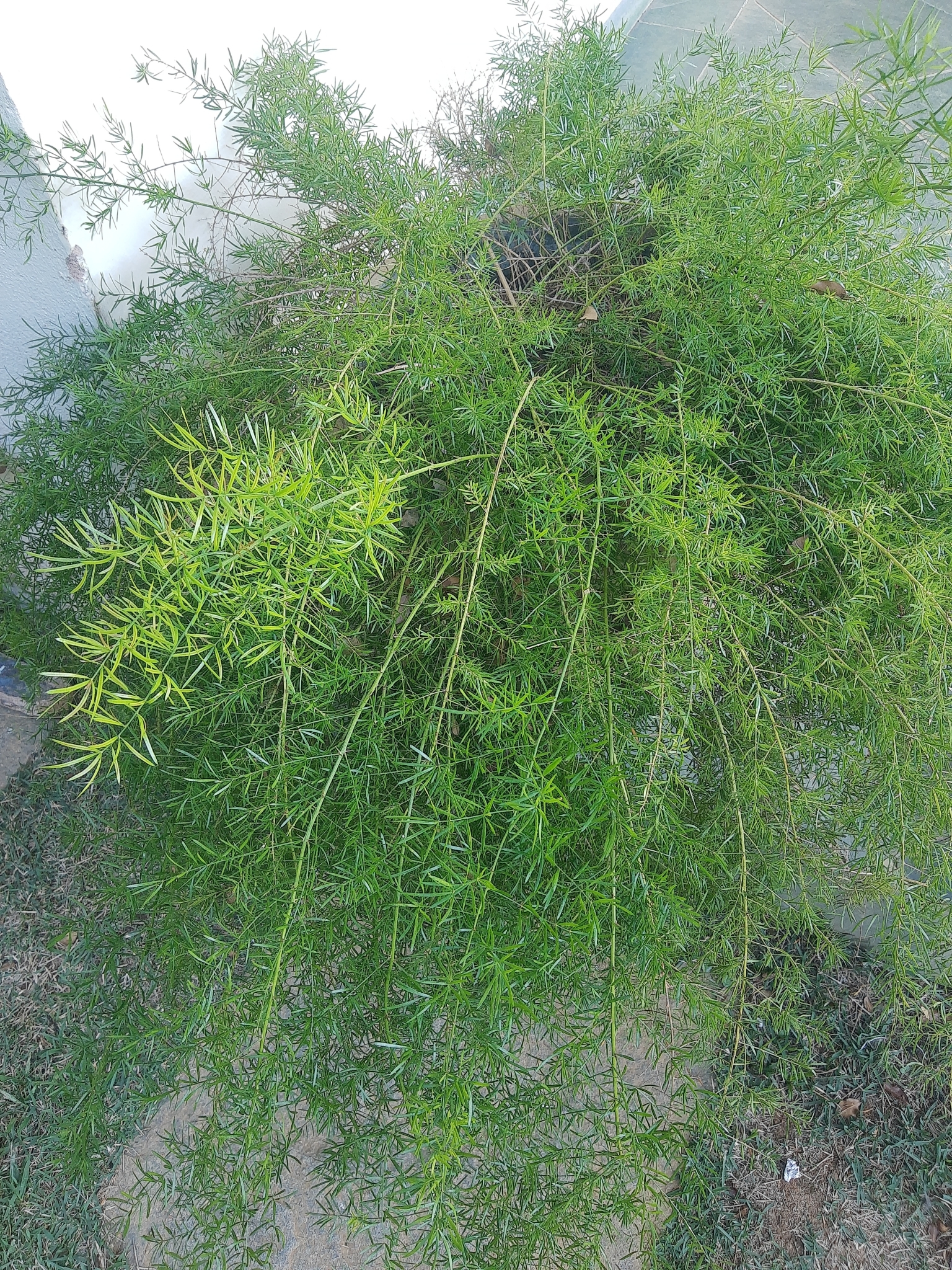 Asparagus aethiopicus