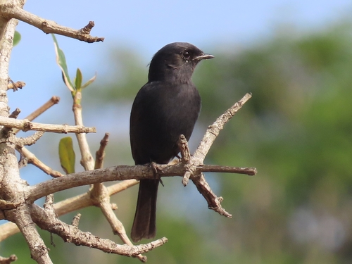 Southern Black-Flycatcher