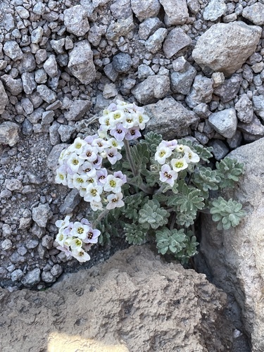 Image of Smelowskia ovalis by (c) Ryan Elliott, some rights reserved (CC BY)