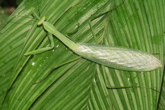 Macromantis nicaraguae