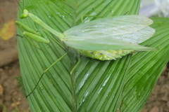 Macromantis nicaraguae