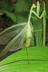 Macromantis nicaraguae