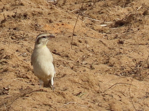 Yellow-throated Bush Sparrow
