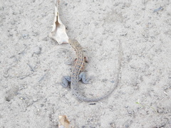 Meroles squamulosus