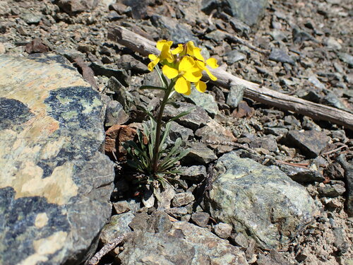 Image of Erysimum arenicola by (c) John Brew, some rights reserved (CC BY)