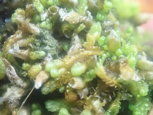 Image of Isopaches bicrenatus by no rights reserved
