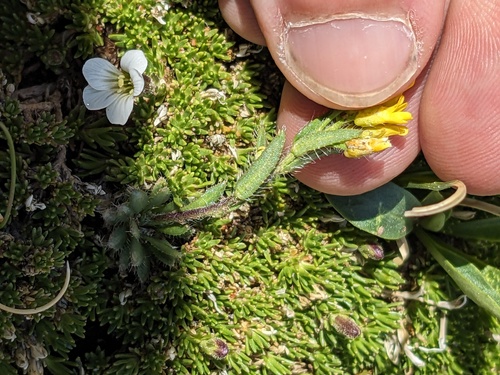 Heil's Alpine Whitlowgrass (Draba heilii)