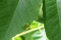 Puccinia sparganioidis
