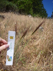 Elymus multisetus
