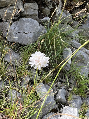 Armeria canescens, photograph 4