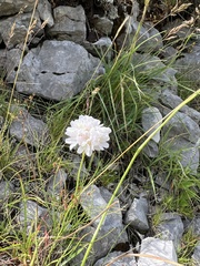 Mirko Ubović, CC0, iNaturalist via GBIF Armeria canescens, photograph Mirko Ubović, CC0, iNaturalist via GBIF