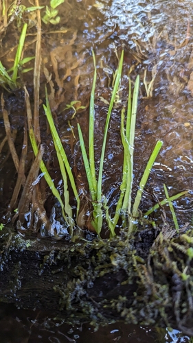 Sparganium fallax, photograph 1