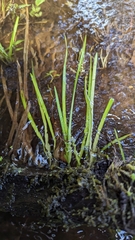 Sparganium fallax
