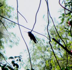 Saucerottia beryllina