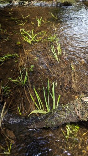 Sparganium fallax, photograph 2