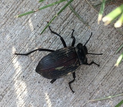 Eleodes suturalis