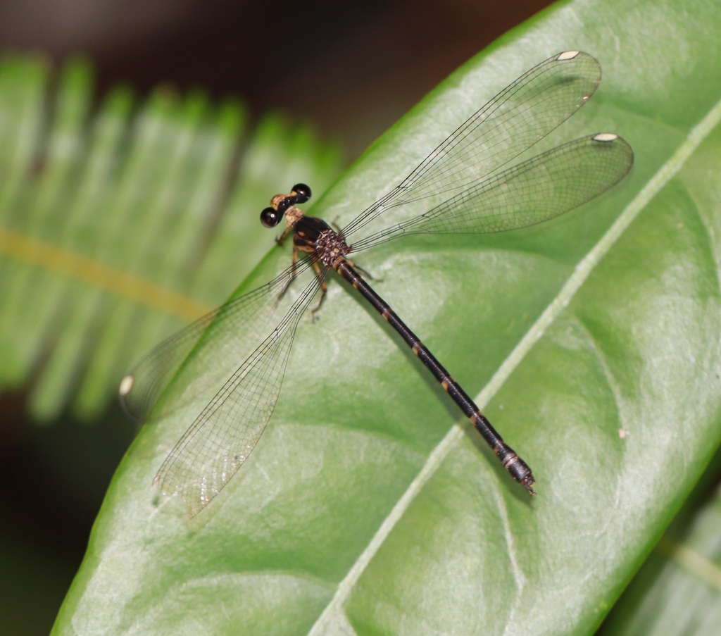 Celebargiolestes toli