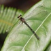 Celebargiolestes toli - Photo (c) Peter Uetz, algunos derechos reservados (CC BY), subido por Peter Uetz