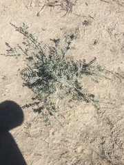 Astragalus caricinus