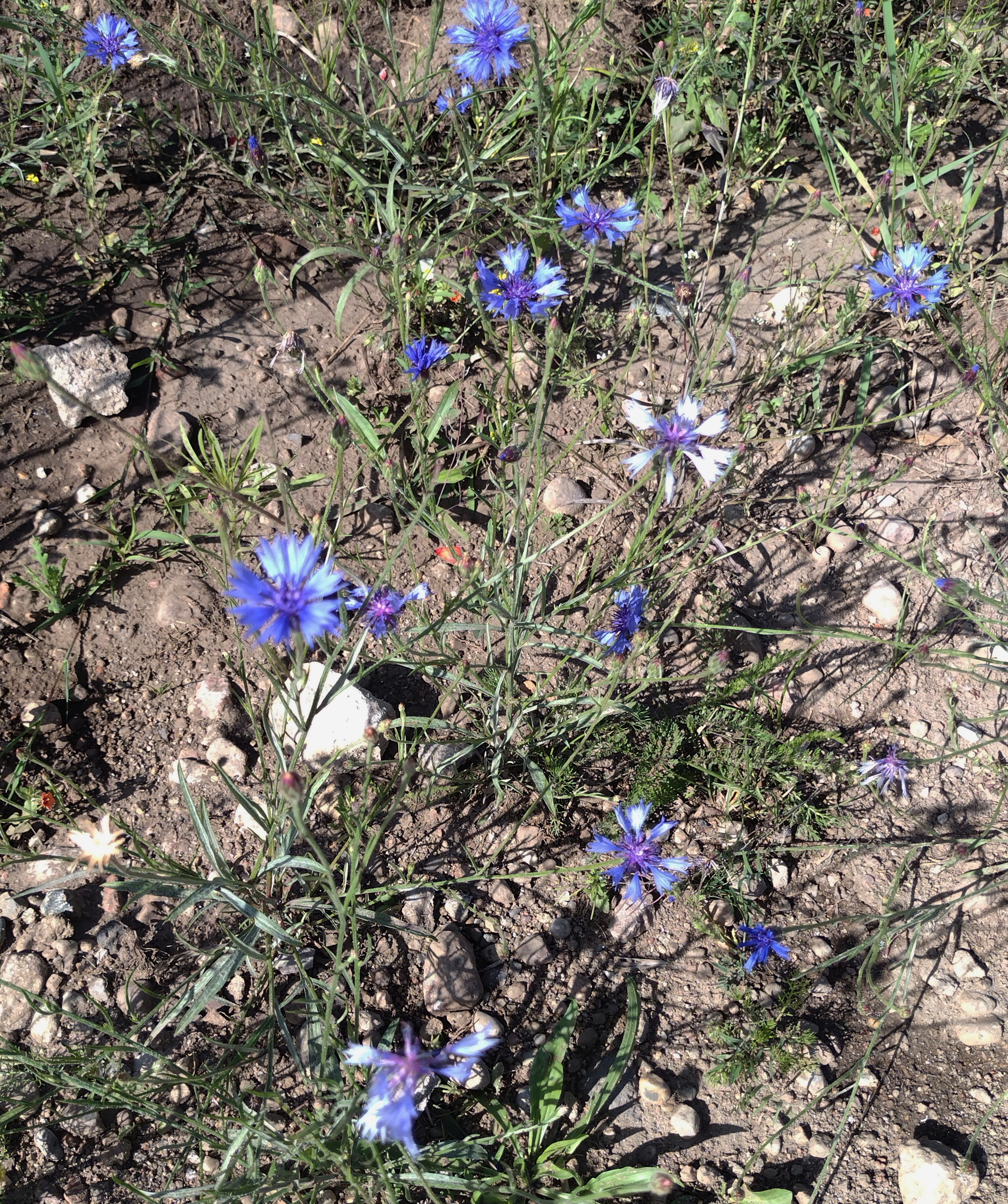 Nevädza poľná (Centaurea cyanus): pôvod a využitie — fotografia 1