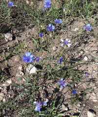 Setachna cyanus (Setachna cyanus)