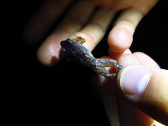 Agua Buena Dink Frog photo 3