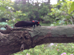 Huechys sanguinea