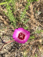Clarkia gracilis tracyi