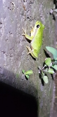 Hyla flaviventris